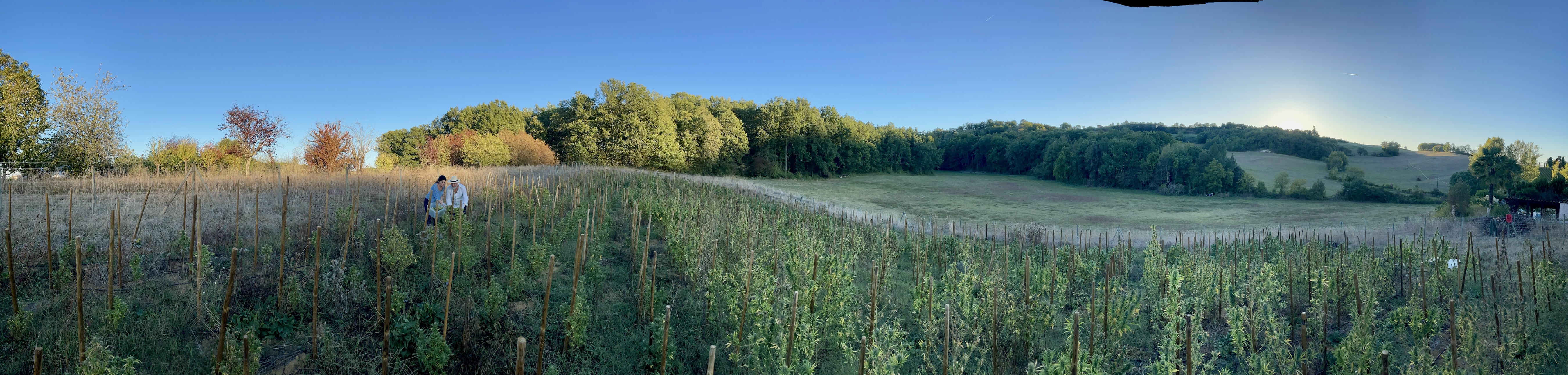 organic-hemp-field