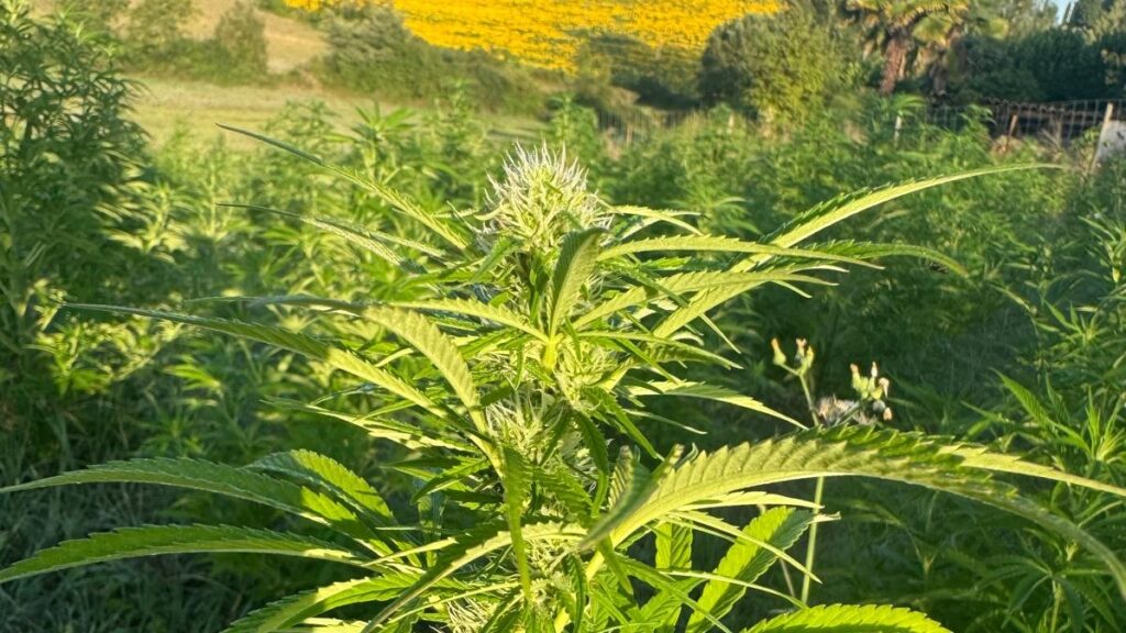 Fleur de chanvre. CBD bio