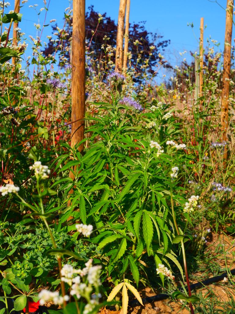 Premium CBD organic hemp plant